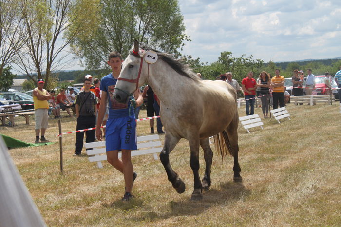 IMG_0365 - EXPO CAI RUSENI 2015 SATU MARE