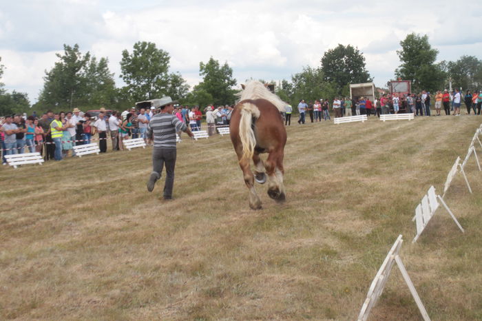 IMG_0388 - EXPO CAI RUSENI 2015 SATU MARE