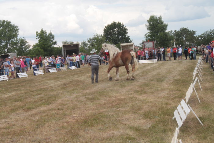 IMG_0389 - EXPO CAI RUSENI 2015 SATU MARE