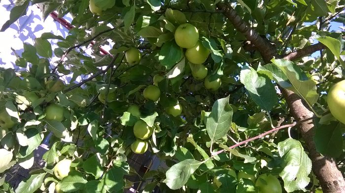 WP_20140720_005 - Flavius alexandru