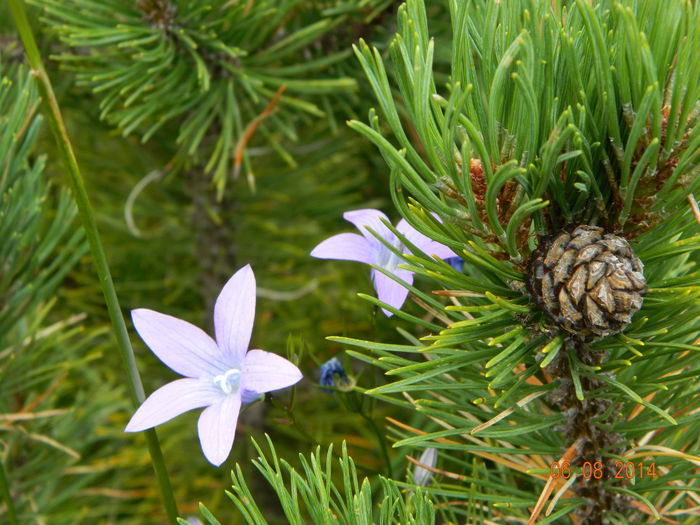 Picture 070 - Lacul Iezer-Muntii Calimani-august 2014