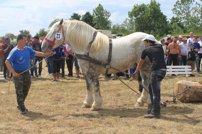 IMG_0547 - EXPO CAI RUSENI 2015 SATU MARE