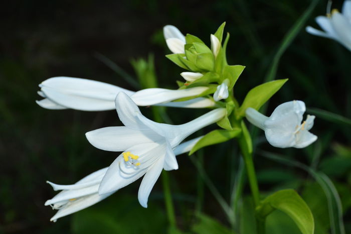 Hosta 'Aphrodite'