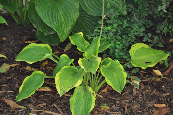 Hosta 'Mayan Moon' - II - Summer 2014