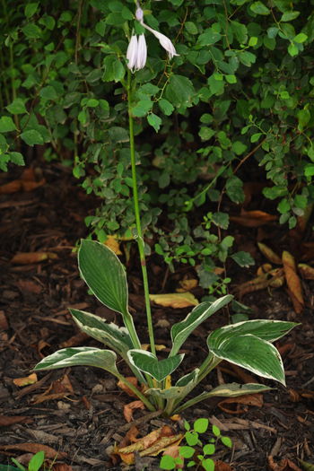 Hosta 'Francee' - II - Summer 2014
