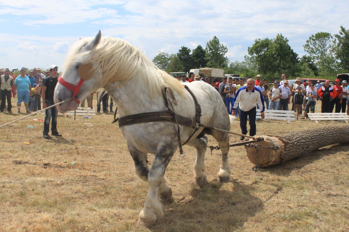 IMG_0551 - EXPO CAI RUSENI 2015 SATU MARE