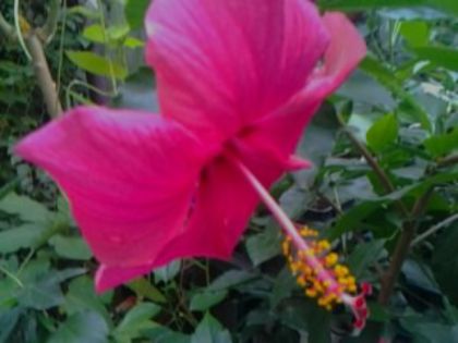 cairo rosa - Hibiscusi si Bougainvillea