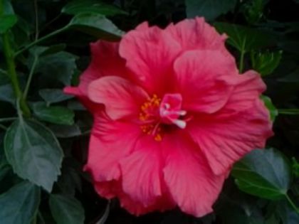 Fotografie2207 - Hibiscusi si Bougainvillea