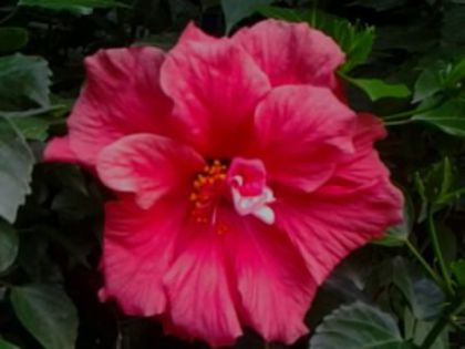 corai dublu - Hibiscusi si Bougainvillea