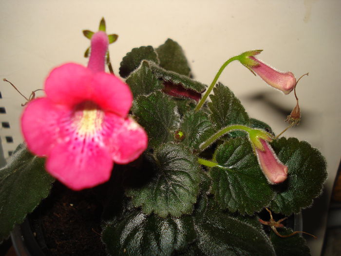 DSC09348 - SINNINGIA DE LA A - Z