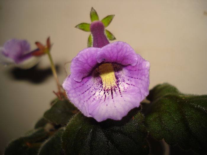 DSC09356 - SINNINGIA DE LA A - Z