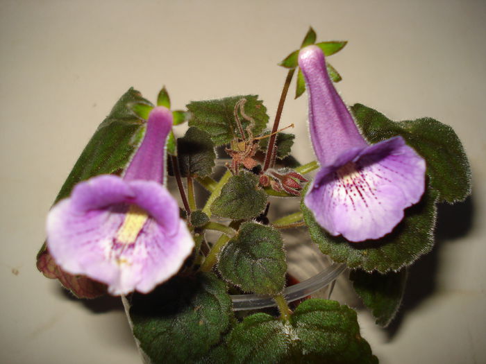 DSC09357 - SINNINGIA DE LA A - Z