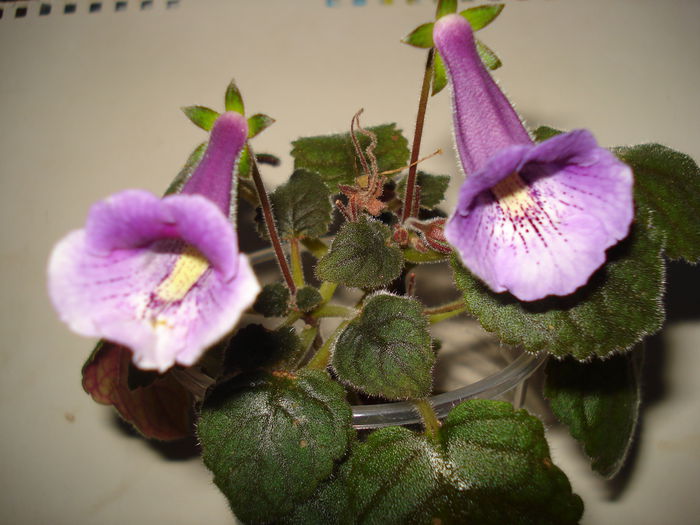 DSC09358 - SINNINGIA DE LA A - Z