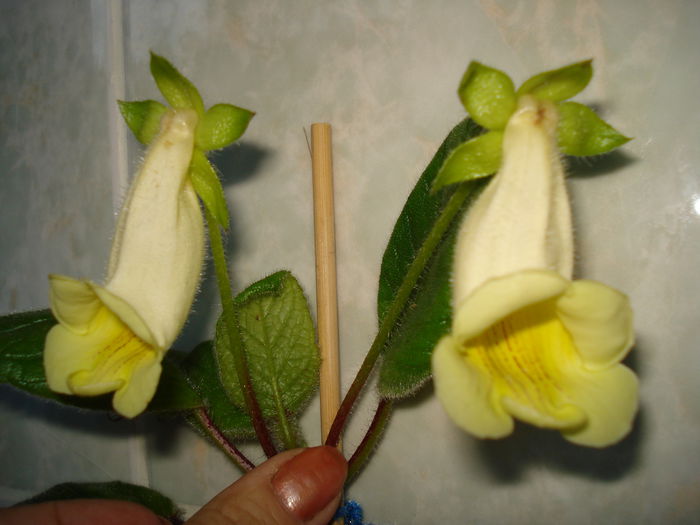 DSC09354 - SINNINGIA DE LA A - Z