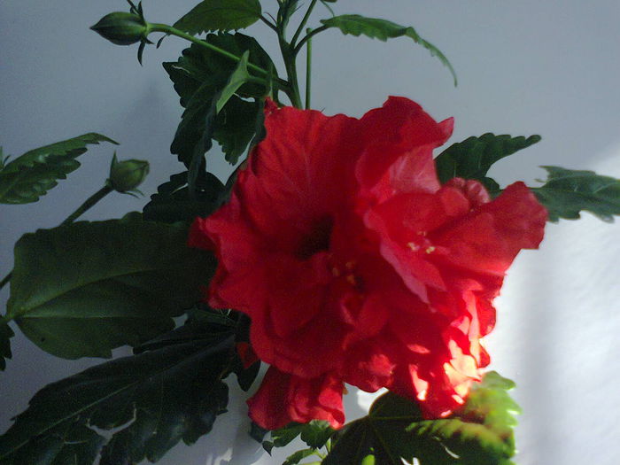 Rosu dublu - A-Flori 2014