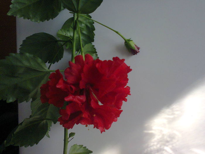 Dianthoides - A-Flori 2014