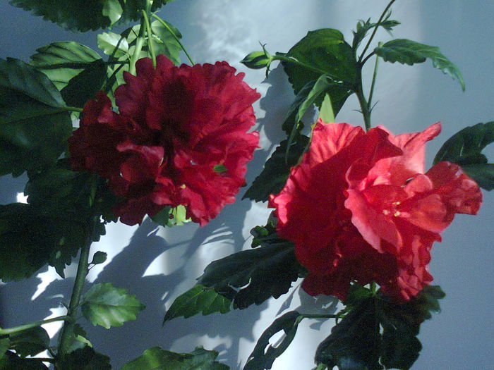 Dianthoides si rosu dublu - A-Flori 2014