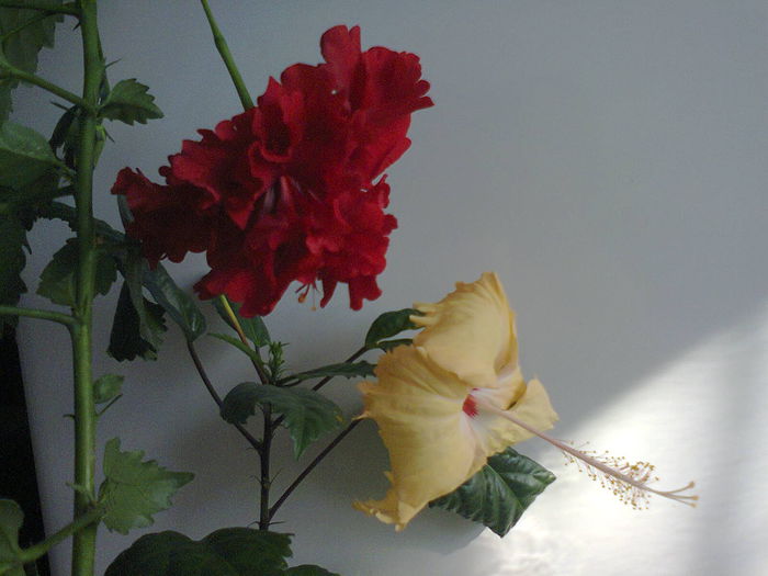 Dianthoides si Fort de France - A-Flori 2014