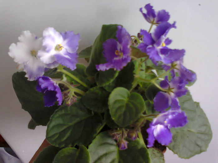  - A-Flori 2014