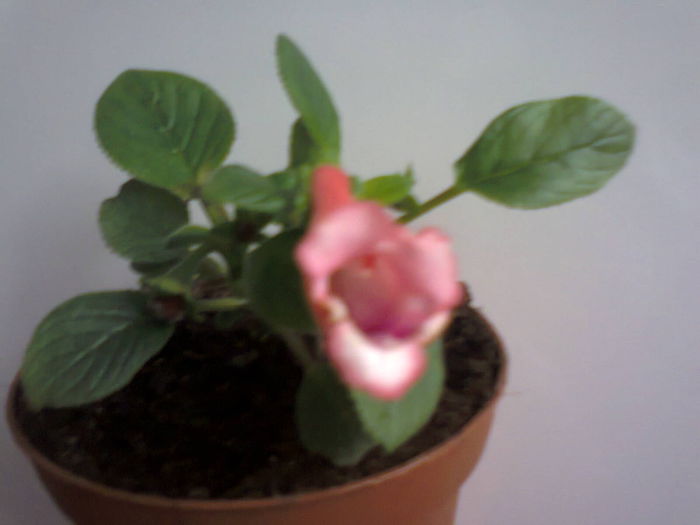 Amanda Penny - A-Flori 2014
