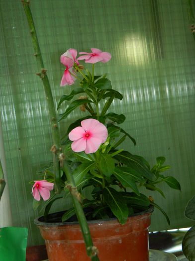 DSCN0003 - AUGUST_2014