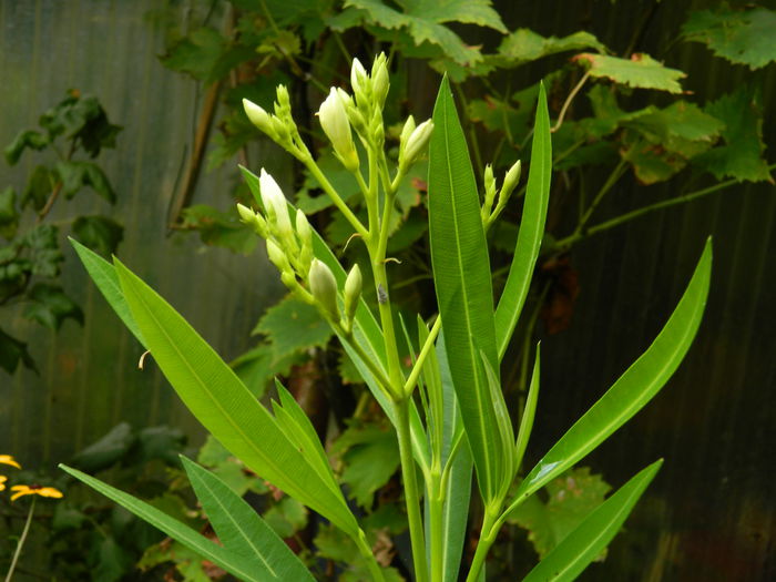 DSCN0272 - AUGUST_2014