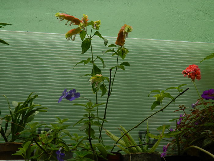 DSCN0292 - AUGUST_2014