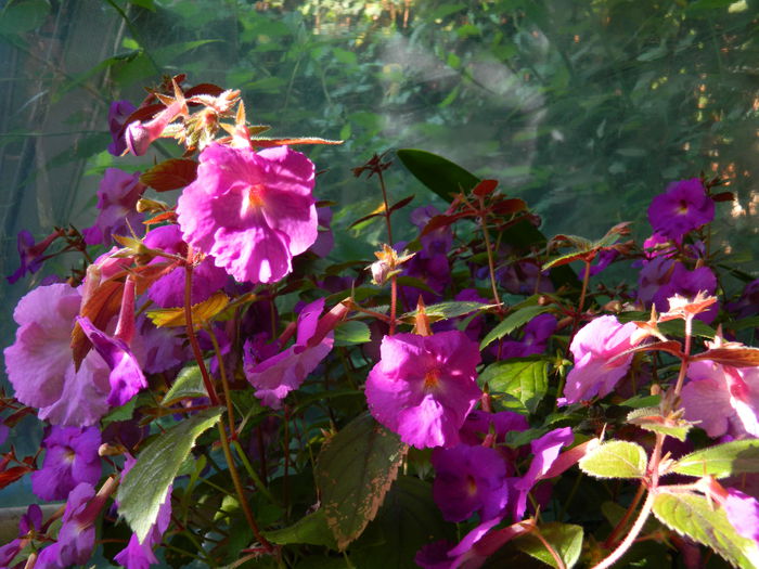 DSCN0304 - AUGUST_2014