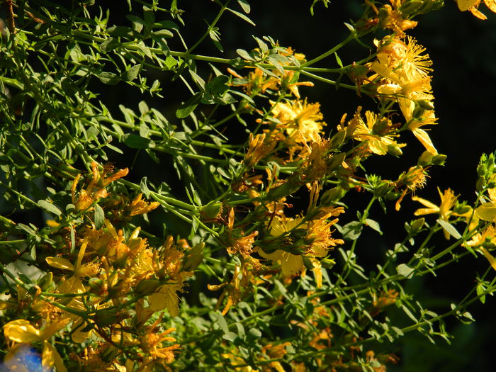 DSCN0307 - AUGUST_2014