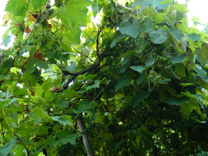 DSCN0308 - AUGUST_2014