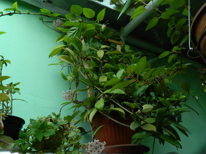 DSCN0313 - AUGUST_2014