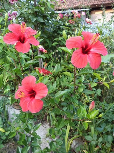 simple red - hibiscusi 2014