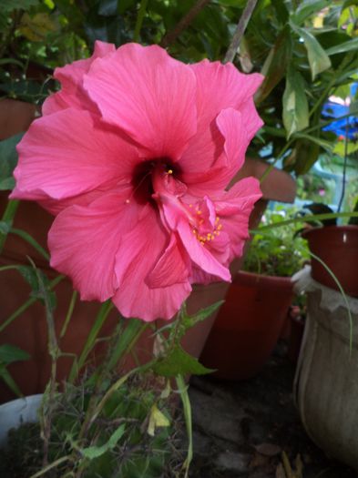 zaragosa - hibiscusi 2014