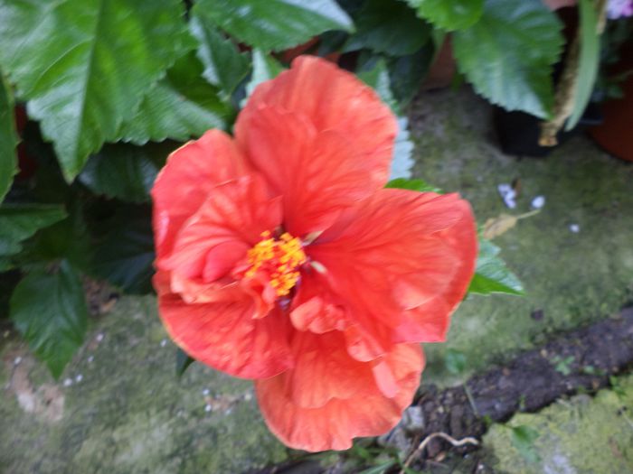 madrid - hibiscusi 2014