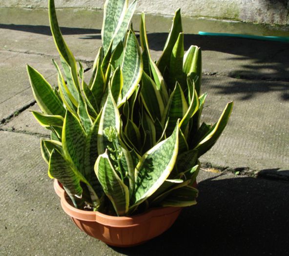 inainte de separare (1) - sansevieria