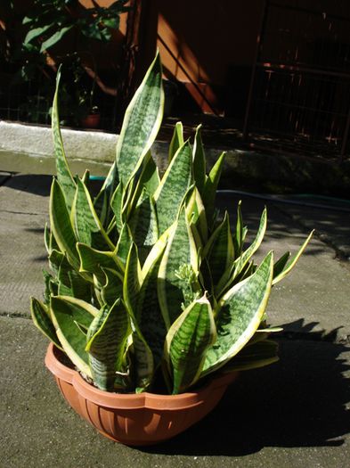 inainte de separare (2) - sansevieria