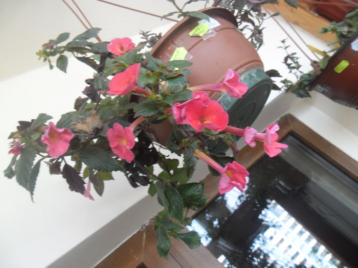 Orange Delight - Achimenes