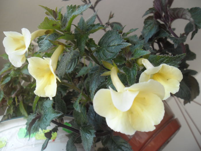 Achimenanta Himalayan Sunrise - Achimenes