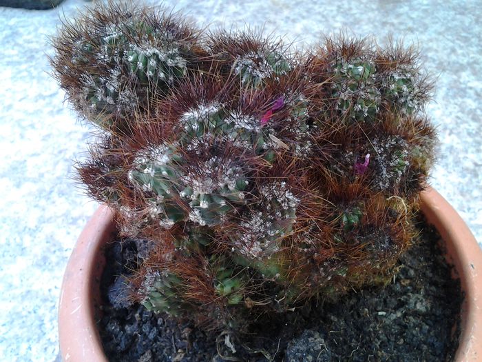cereus peruvianus sau monstruoso?-mersi Andrei