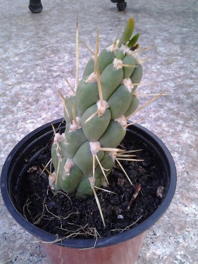 austrocylindropuntia subulata