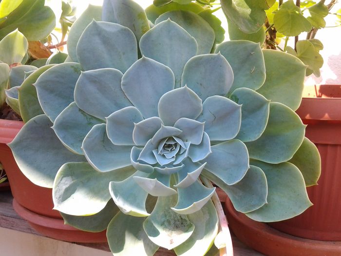 echeveria