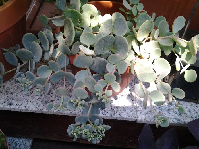sedum sieboldii hylotelephium