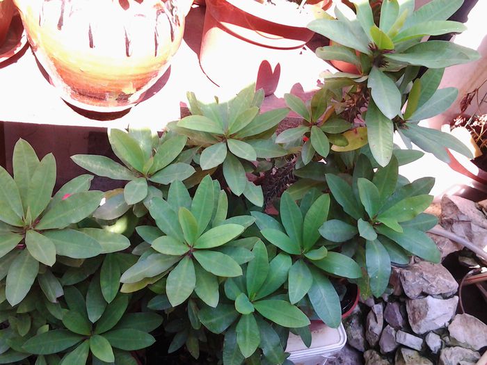 euphorbia milii