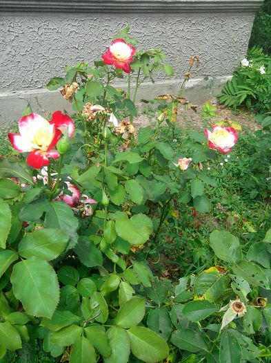 IMG_20140802_122643