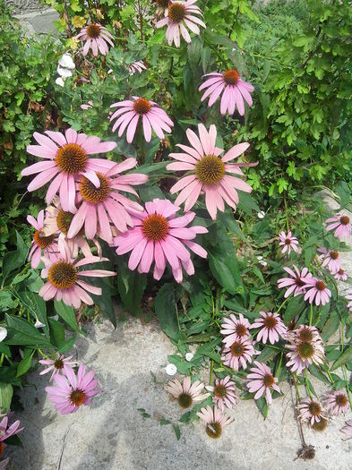 IMG_20140802_122706 - ECHINACEA