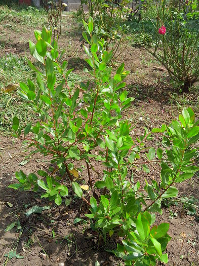 arbutus unedo - ARBUSTI SI POMI FRUCTIFERI