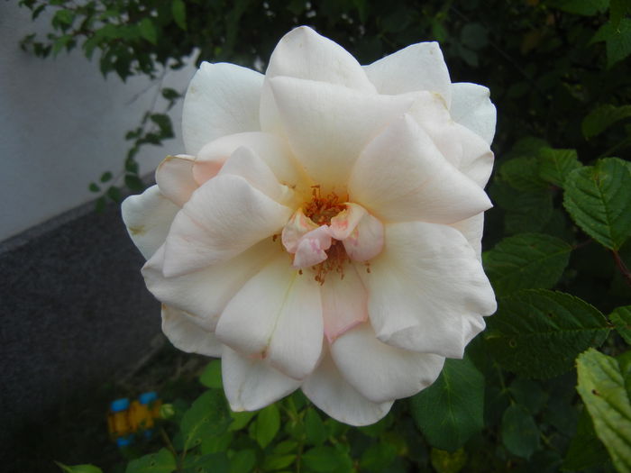 Rose Adriana (2014, July 21) - Rose Adriana