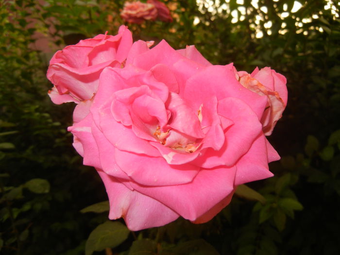 Rose Pink Peace (2014, July 29) - Rose Pink Peace
