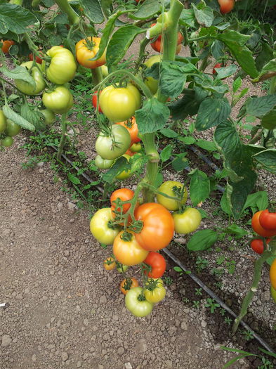 20140630_105947 - Tomate si ardei 2014