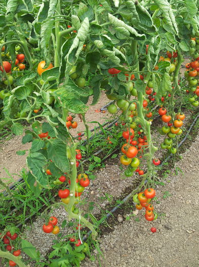 20140630_110012 - Tomate si ardei 2014